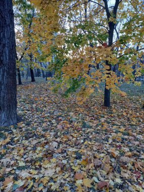 Sonbahar manzarası, düşen yapraklar halısı, parkta sonbahar günü.