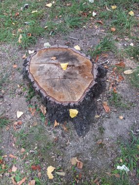 Bir sonbahar manzarası, üzerinde iki yaprak olan bir kütük.