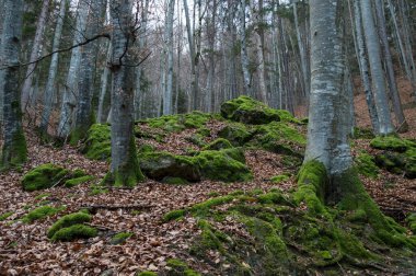 evergreen moss in the forest sucks everything around