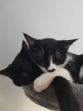 Kittens napping together snuggling.