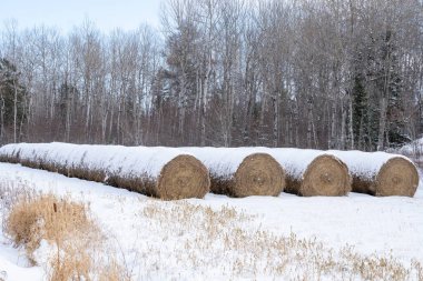 Snow covered hay bales on the edge of a field in Northern Ontario.