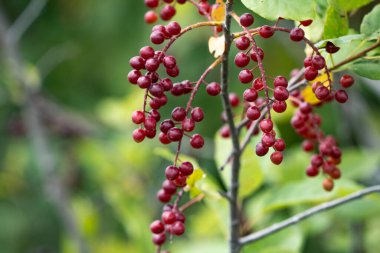 Ripe chokecherries hang in bunches on a branch alongside a country road