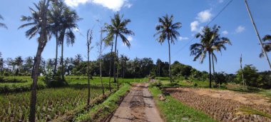 the beautiful landscape with trees and green grass