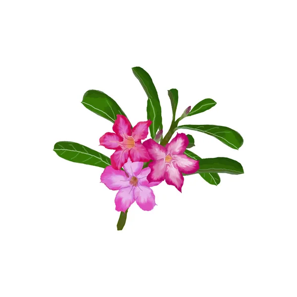 Adenium Flowering Plants Grown Houseplant — Vetor de Stock