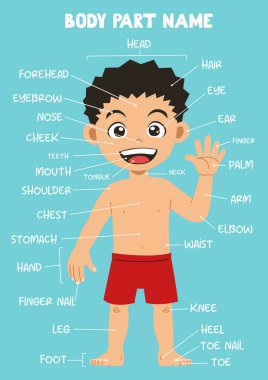 Name of cute cartoon boy human body part for kids in english