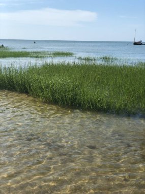 Salt marsh in Cape Cod