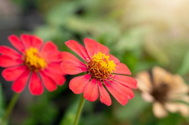 Zinnia 'nın çiçek kırmızısı rengi. Gün ışığında açan bir buket çiçek. Yeşil yaprakların bulanık arkaplanı.