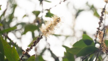 Güzel bir buket Melaleuca quinquenervia çiçeği yetiştiren beyaz çiçek poleni. Parlak gökyüzünün altında yeşil yaprakların ve dalların bulanık arkaplanı.