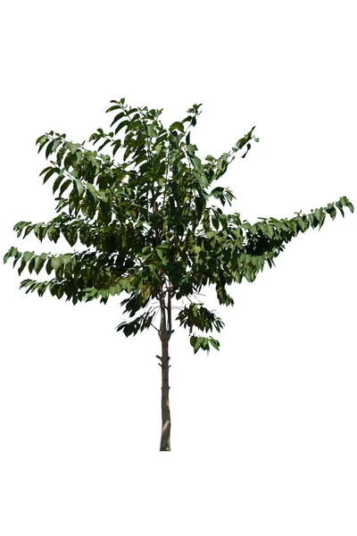 Średnie Drzewo Dużymi Liśćmi Białym Tle Ścieżką Wycinania — Zdjęcie stockowe
