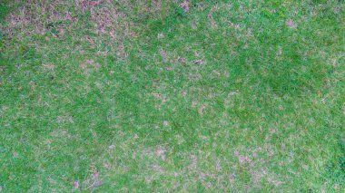 Yeşil çim manzarasının üstünde. Farklı çim türlerinin birleşiminden oluşan çim sahası. Arkaplan ve doku için.