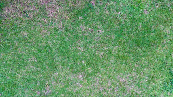 Над Видом Зеленую Траву Травянистая Почва Различными Типами Травы Вместе — стоковое фото