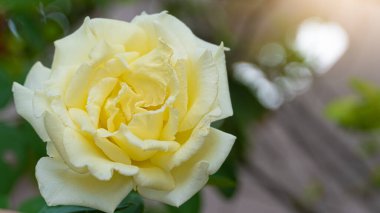 Çiçek açmış sarı güller. Bahçede arka planda.