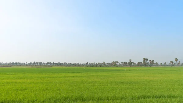 Landscape view of field where seedlings of rice seedlings have begun to be planted. beautiful vast green space under the blue sky.