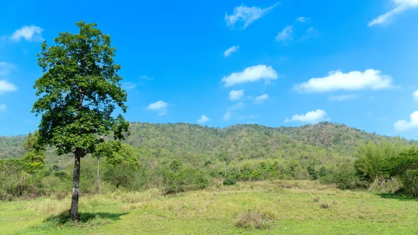 stock image Landsape nature background of big tree on the green grass hill. Background of the forest and the great high mountains. Under blue sky and white clouds.