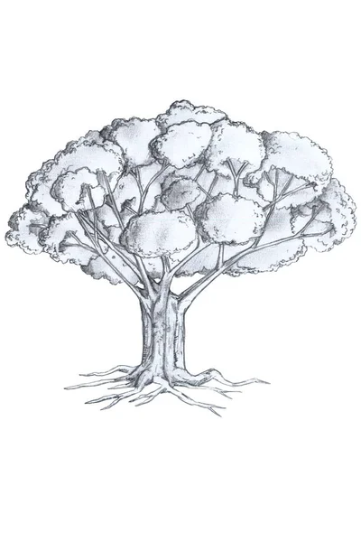 Desenhe Desenhe Árvore Grande Lápis Papel Branco Fundo Texturizado Fundo — Fotografia de Stock