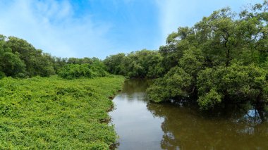 Nehir otlakları ve mangrov ormanlarını kesiyor. Bereketli, gür, yeşil çimen manzarası. Kalın ve verimli. Mavi gökyüzü ve beyaz bulutların altında. Phra Chedi Klang Nam, Pak Nam, Rayong, Tayland.