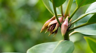Adı Bruguira gymnorrhiza olan pembe çiçek kolezi. Dalın ucundan sarkan çiçekler. Tayland 'da deniz kenarındaki Mangrove Ormanı.