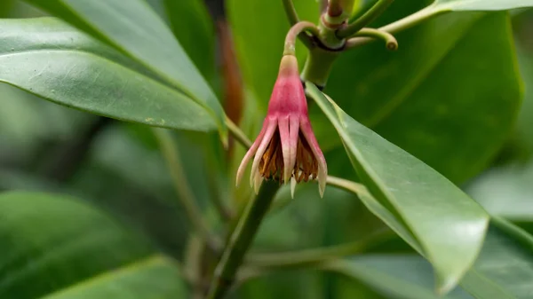 Růžový Kolos Jménem Bruguira Gymnorrhiza Květiny Visící Konci Větve Mangrovový — Stock fotografie