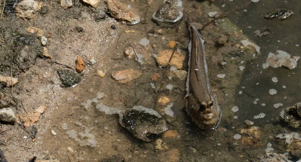 stock image Mudskipper fish by the river bank. Type of fish that can live on land.