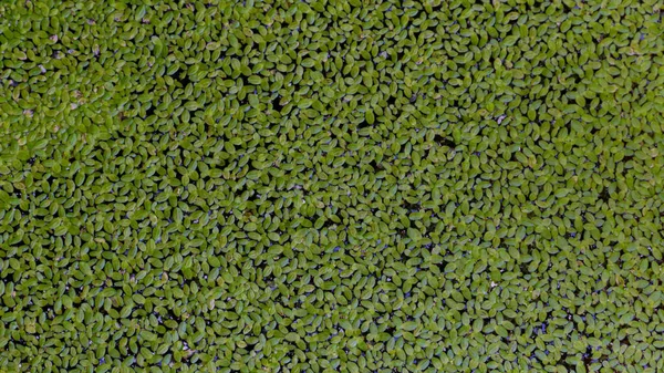 View Lesser Duckweed Floating Aquatic Plants Cover Surface Beautiful Garden — Stock Photo, Image