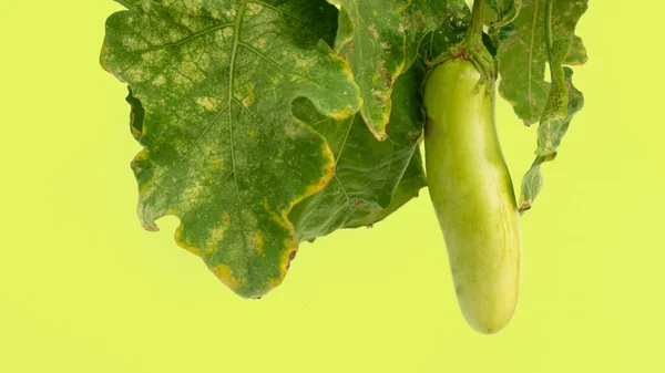 Eggplant Hanging Leaves Isolated Green Background — Stock Photo, Image