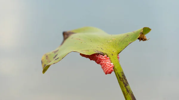 Ślimak Wiśniowy Gałęziach Hiacyntu Wodnego Jajko Różowy Kolor Zgrupowane Razem — Zdjęcie stockowe
