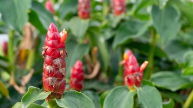 Costus Specosus 'un kırmızı çiçeği ya da Hint baş zencefili. Bahçedeki ağaçların üzerinde bir sürü çiçek var..