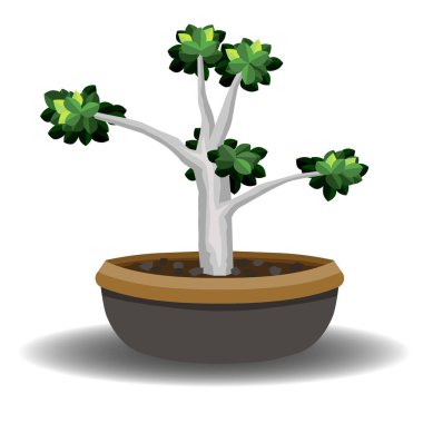 Gölgeli saksıdaki ağacın vektörü ya da illüstrasyonu. Ağaç Ficus annulata. İzole edilmiş beyaz arkaplan.