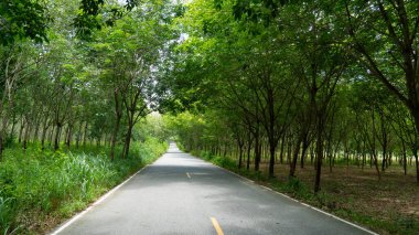 Tayland 'da köy yolu. Ağaçların yanında kauçuk. Ortadaki sarı çizgi ve asfalt yolun yanındaki geniş çizgi. Hedefe giden uzun bir yol..