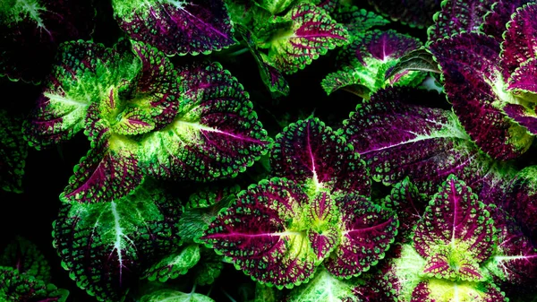 Abstract Background View Painted Nettle Coleus Name Science Solenostemon Scutellarioides — Stock Photo, Image