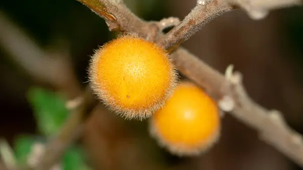 Yellow fruit of Solanum ferox or Solanum stramonifolium and name of Hairy-fruited eggplant. Fruit hanging on branches. Fruit is spherical and has soft hairs covering the entire area.