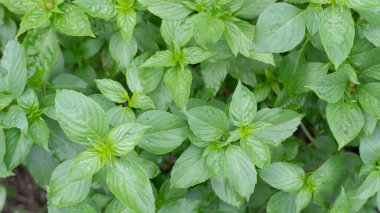 Manzaranın üstünde fesleğen ağaçları var. Tayland menüsü pişirmek için bitkisel bitkiler.