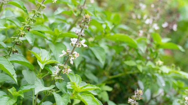 Abstract of beside basil plant trees with flower. Herbal plants for cooking Thai menus.