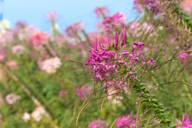Spider Floser veya Pak-Chian çiçekleri çiçek bahçesindeki dalların tepesinde çiçek açtılar. Doğa arka planı için çiçek pembesi rengi. Mavi gökyüzünün bulanık arkaplanıyla.