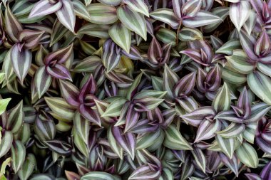 Silver Inch Plant 'in mor ve yeşil yaprakları. Bahçedeki doğa ağaçlarının üstünde. arkaplan ve desenli.