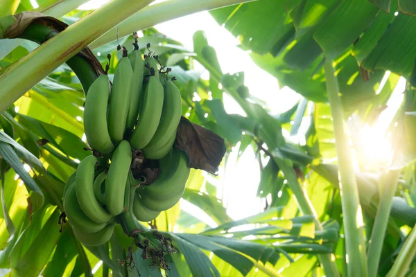 Banana tree with unripe green bananas growing on it. Background off green leaves and tree with sunlight.