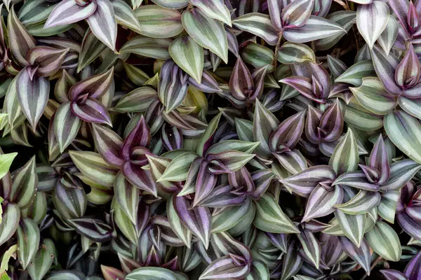 Silver Inch Plant 'in mor ve yeşil yaprakları. Bahçedeki doğa ağaçlarının üstünde. arkaplan ve desenli.