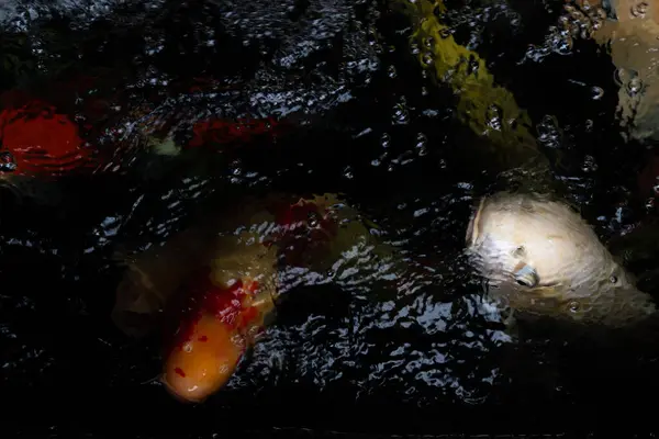 Abstract and blurred of koi fish in the water with bubbles and waves. Koi fish swimming in the pond. Above view of aquatic animals background.