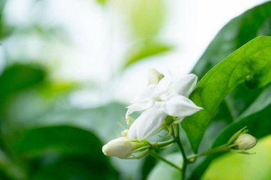 Yasemin 'in soyut çiçekleri tamamen çiçek açıyor. Parlak güneşle çakışıyor. Yeşil yapraklı yasemin ağacının arka planı.