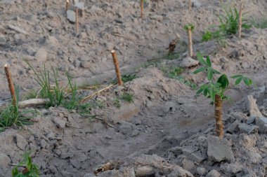 Cassava ağacı yere dikildi. Birkaç dal ve yeşil yapraklar ortaya çıktı. Cassava tarımı tarımsal arka plan resmi.