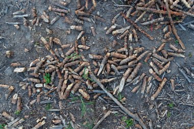 Yerde kesilen manyok ağaçları bırakılmış. Cassava tarımı tarımsal arka plan resmi.