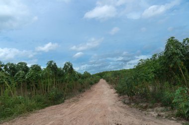 Cassava çiftliğinin her iki tarafıyla birlikte toprak yol ortada. Tayland 'da. Mavi gökyüzü ve beyaz bulutların altında.