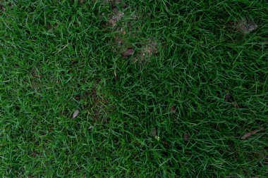 Yeşil çimen dokusu. Yeşil çimen dokusu arkaplanının üst görünümü.
