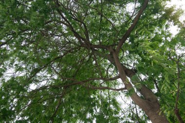 Ağacın altında dallar ve siyah afara ağacının yeşil yaprakları var. Bahçedeki doğanın soyut arka planı.