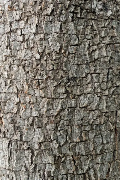 stock image Background and textured surface bark of tree. The bark has a curved trunk.