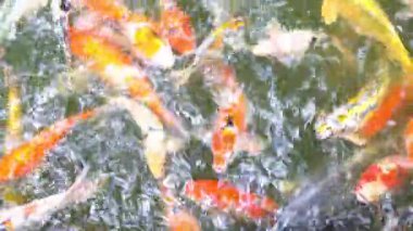 Koi balıklarının manzarası suyun yüzeyinde çok sayıda yüzer. Koi balıkları sık sık Japon bahçelerinde iyi şans ve refahın sembolü olarak kullanılır..