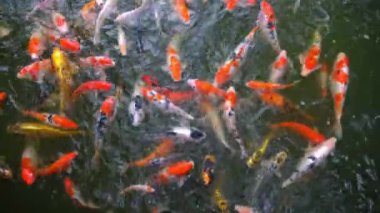 Beyaz bufalonun 4K görüntüsü göz teması kurup çiğniyor. Çiftlik hayvanlarının refahı için..