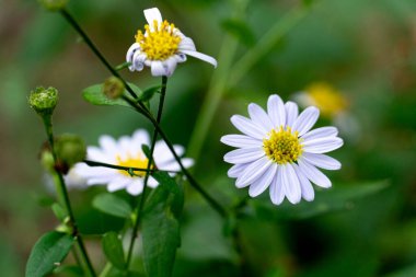 Papatya bahçesinde çiçek arkaplanı. Beyaz çiçekler yuvarlak sarı yapraklar. Yeşil yapraklı ve kahverengi zeminli ağaçların bulanık görüntüsü.