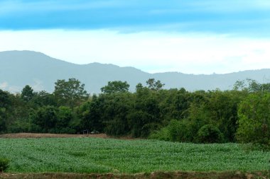 Yeşil mısır tarlaları olan, ormanlar ve mavi gökyüzünün altındaki uzak dağlarla çevrili huzurlu kırsal alan. Mae Konken Tak Tayland 'da.
