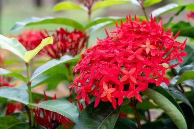 Ixora 'nın yeşil yapraklı parlak kırmızı çiçekleri. Çerçeveyi renk ve dokularla dolduruyor. Bahçede..